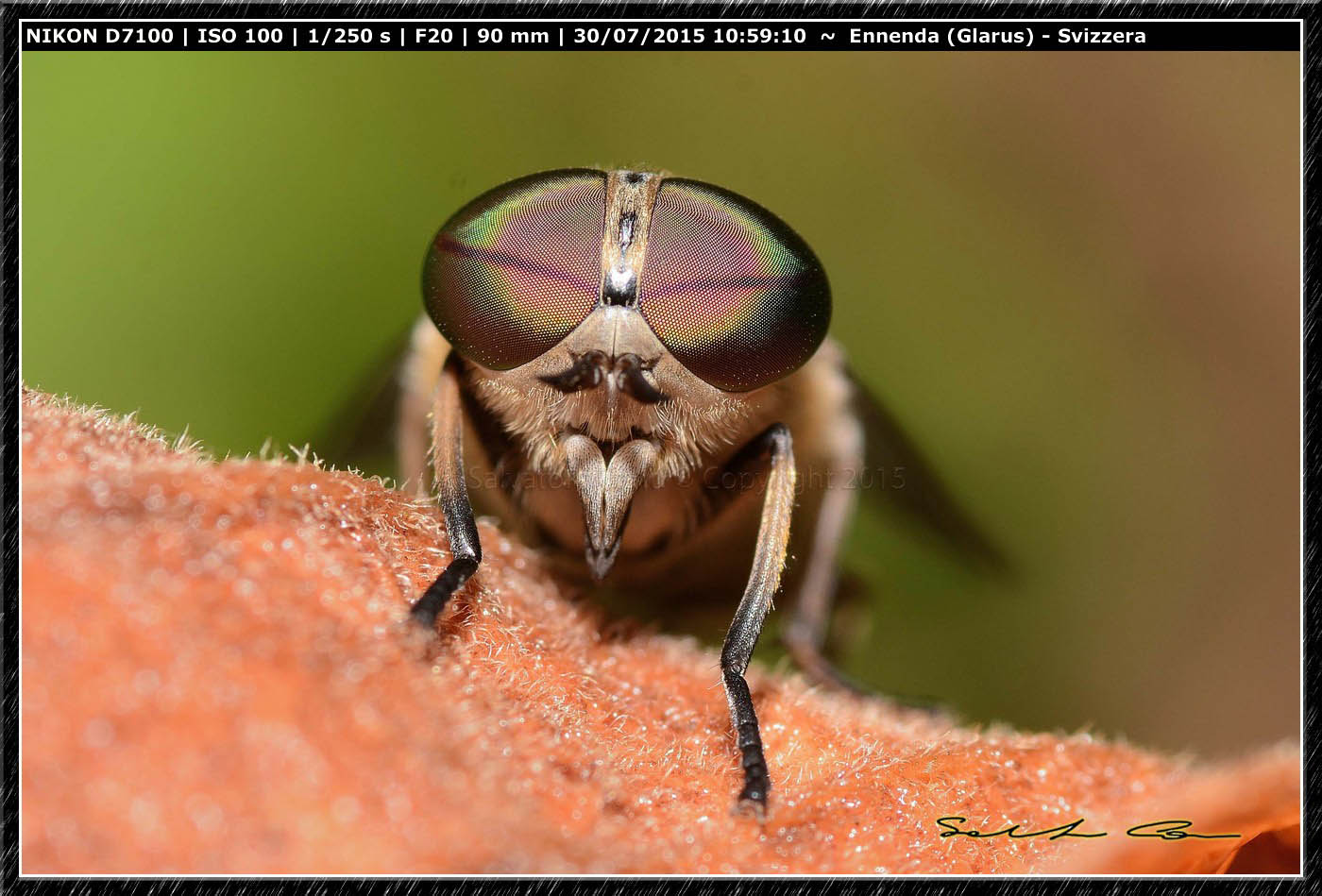 Tabanus bromius (Tabanidae)